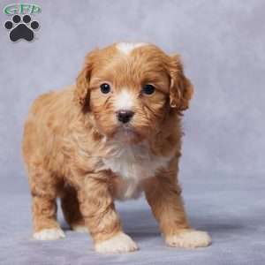 Ezra, Cavapoo Puppy